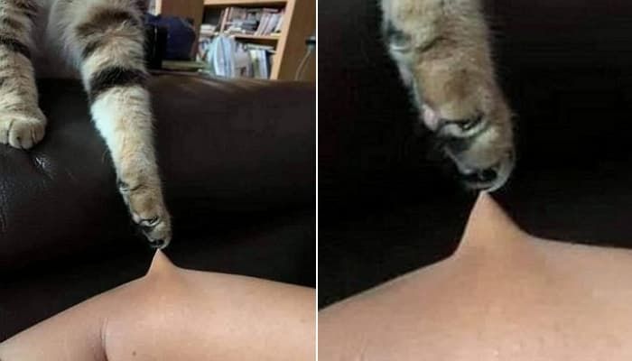 애니멀플래닛