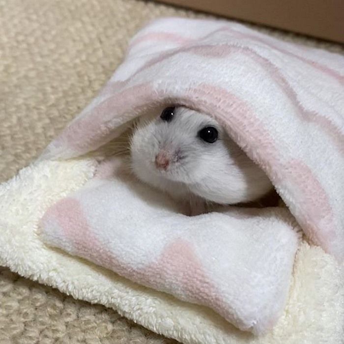 애니멀플래닛