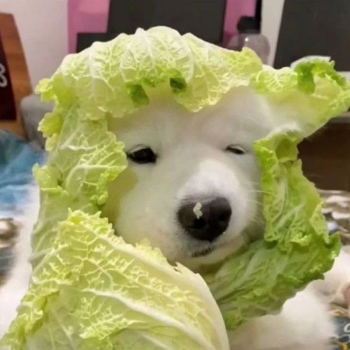 애니멀플래닛