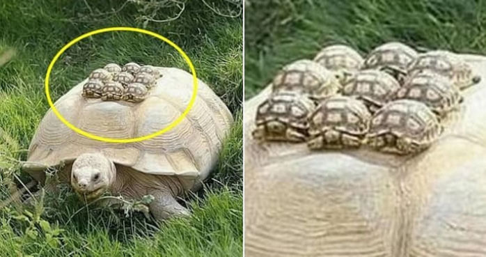 애니멀플래닛