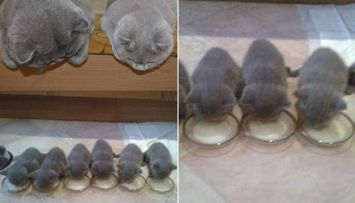 애니멀플래닛