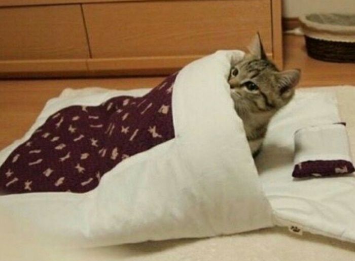 애니멀플래닛