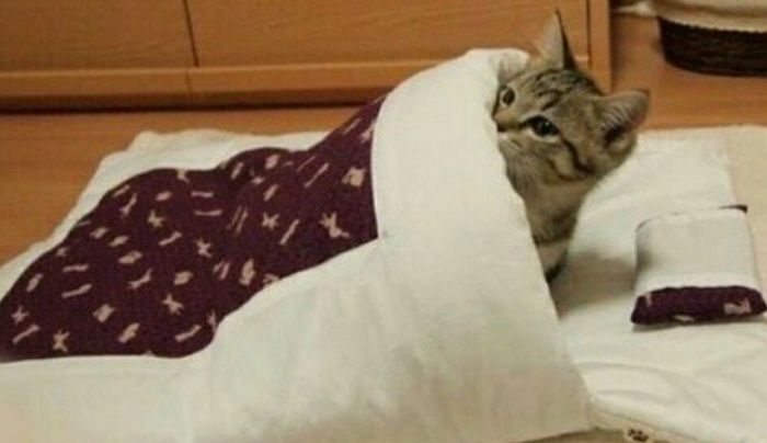애니멀플래닛