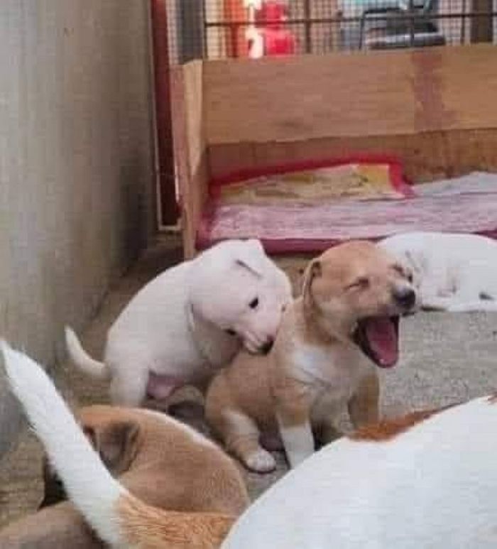 애니멀플래닛