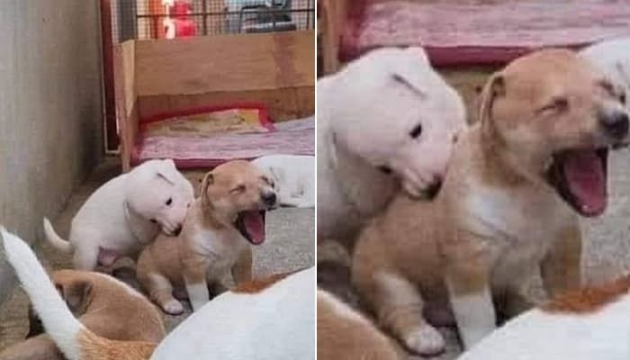 애니멀플래닛