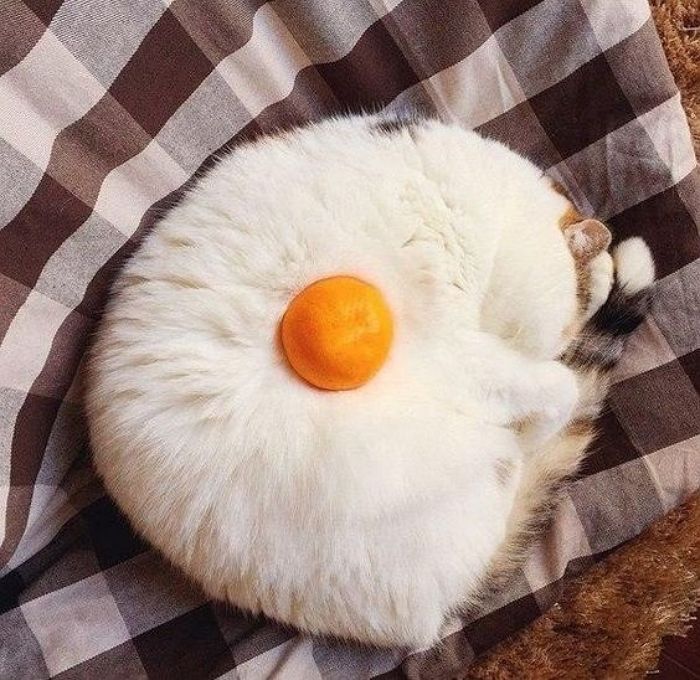 애니멀플래닛