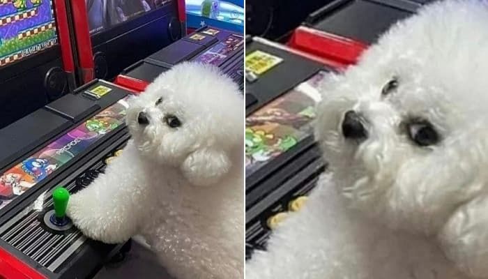 애니멀플래닛