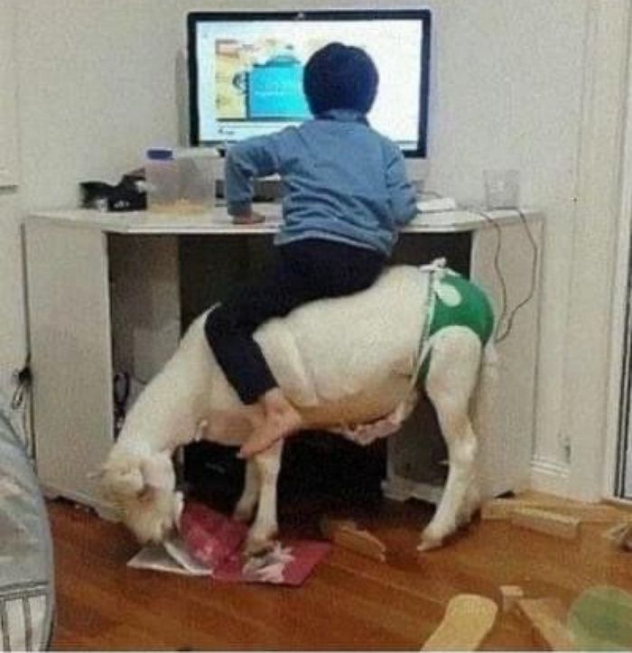 애니멀플래닛
