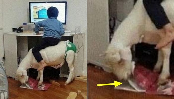 애니멀플래닛