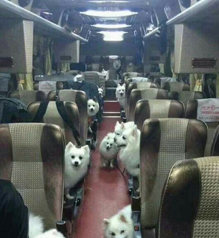 애니멀플래닛