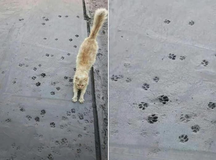 애니멀플래닛