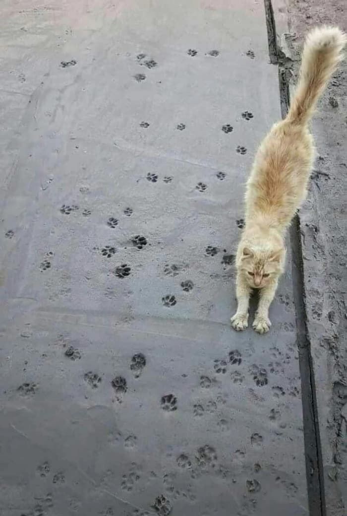 애니멀플래닛