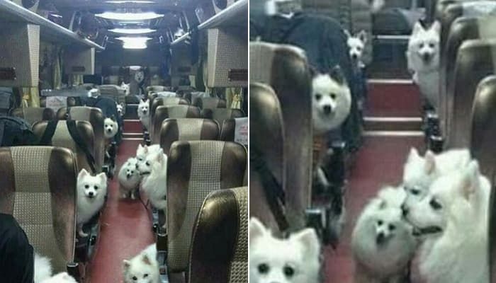 애니멀플래닛