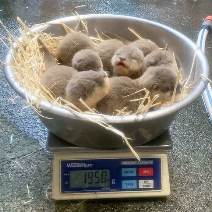 애니멀플래닛