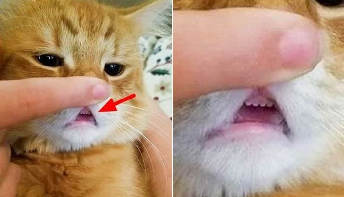 애니멀플래닛