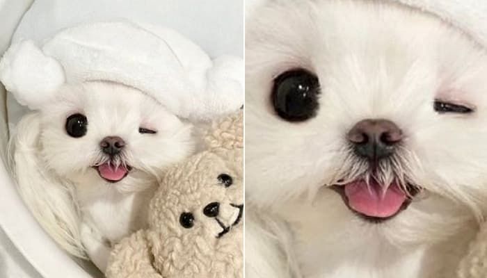 애니멀플래닛