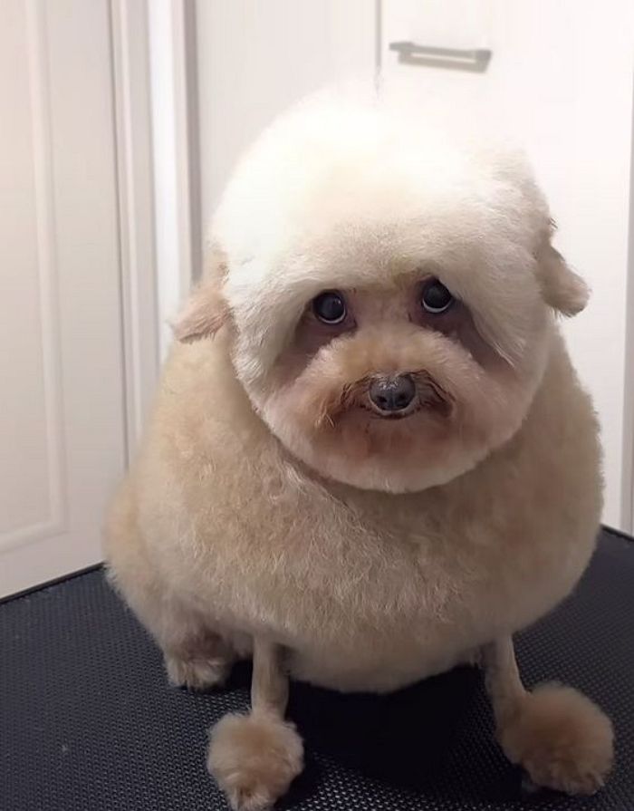 애니멀플래닛