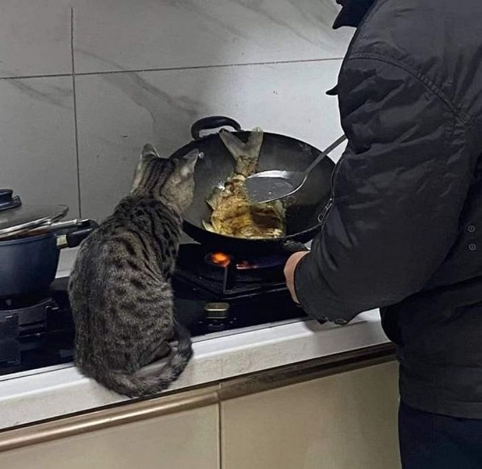 애니멀플래닛