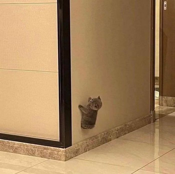애니멀플래닛
