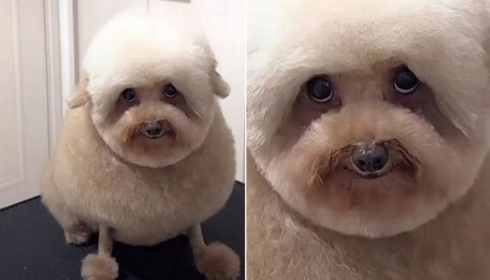 애니멀플래닛