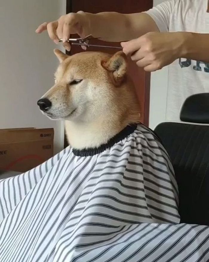 애니멀플래닛