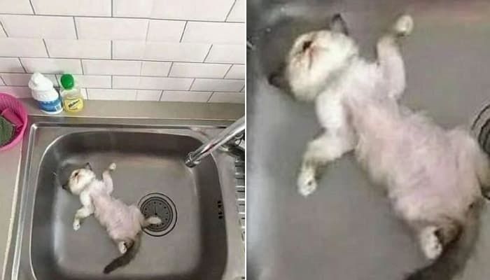 애니멀플래닛