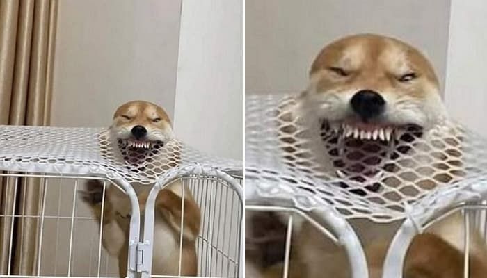 애니멀플래닛
