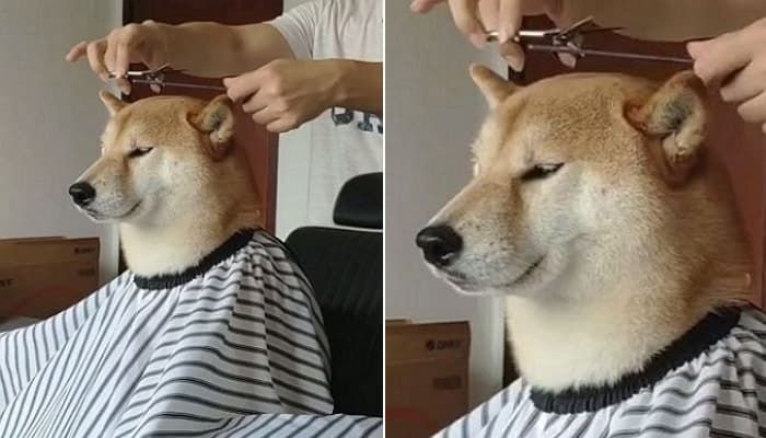 애니멀플래닛