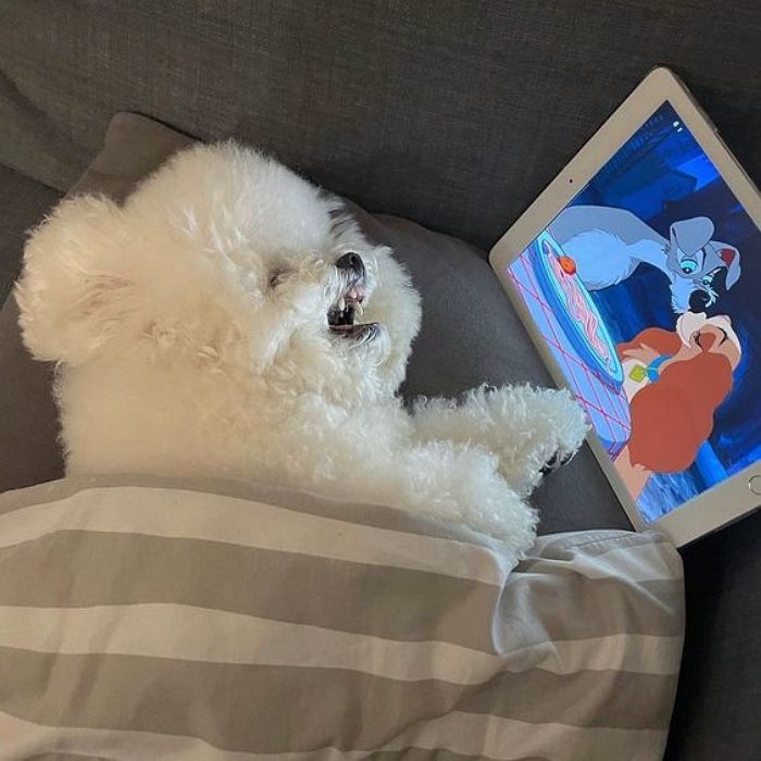 애니멀플래닛