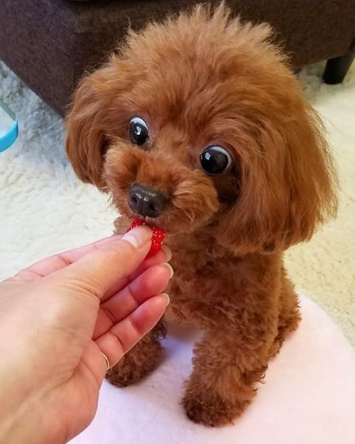 애니멀플래닛