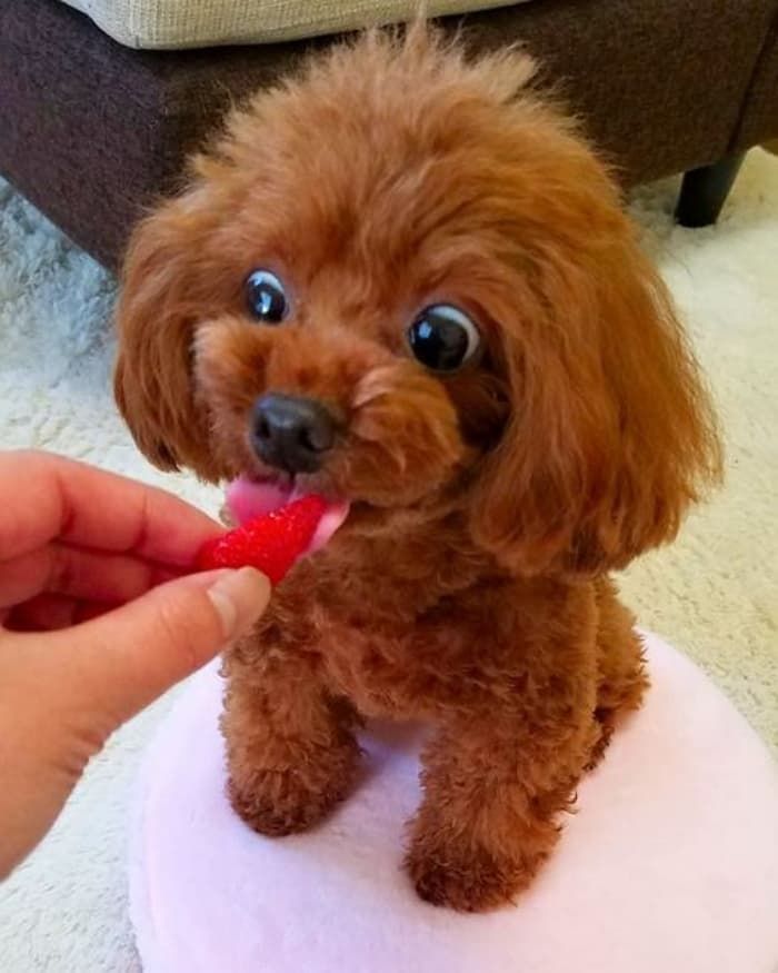 애니멀플래닛