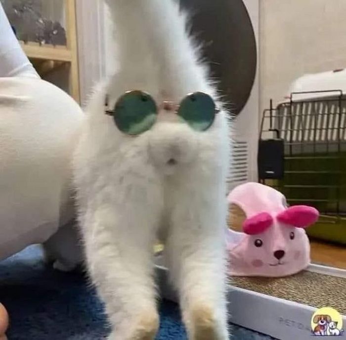 애니멀플래닛