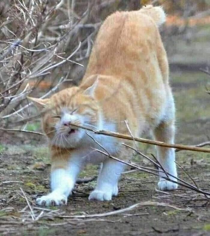 애니멀플래닛