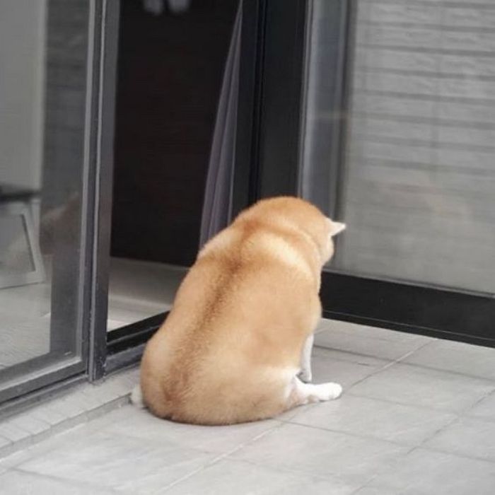 애니멀플래닛