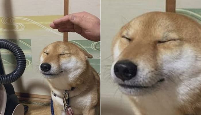 애니멀플래닛