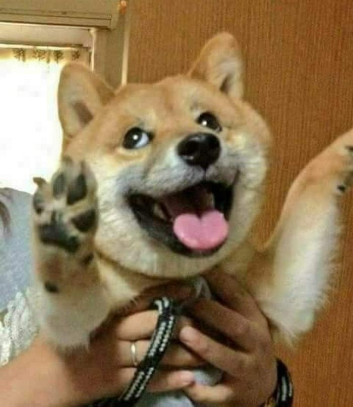 애니멀플래닛