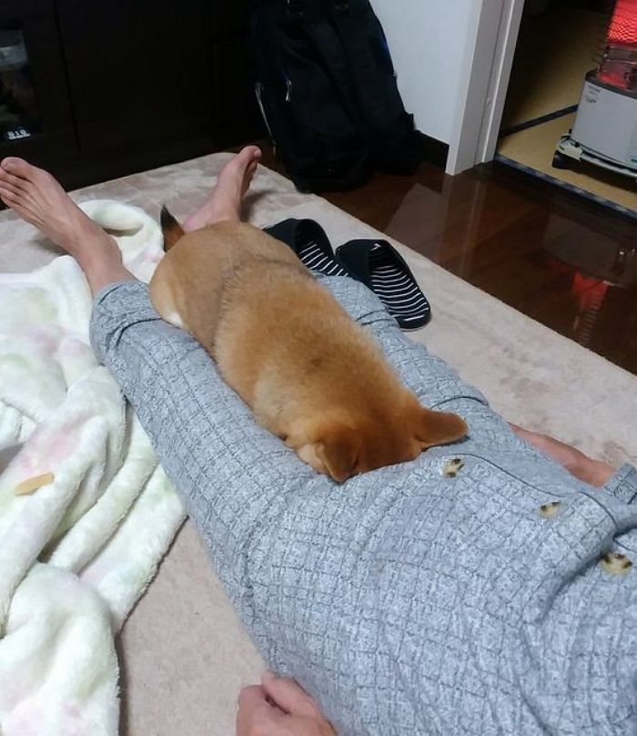 애니멀플래닛