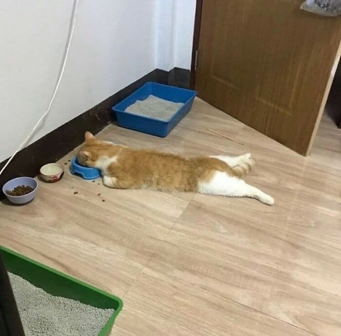 애니멀플래닛
