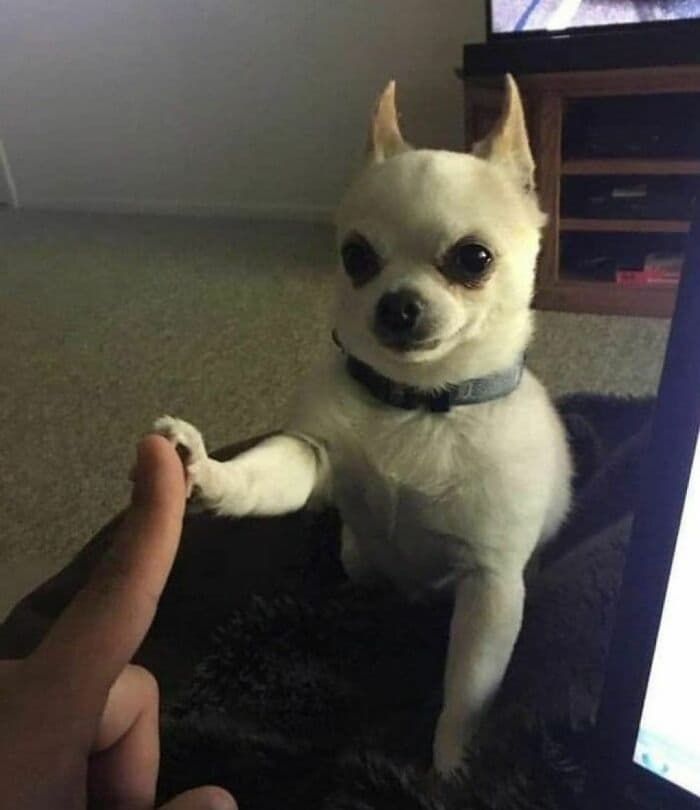 애니멀플래닛