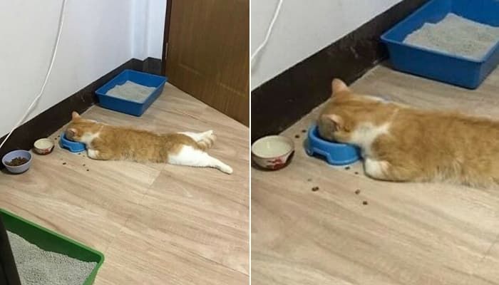 애니멀플래닛
