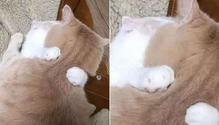 애니멀플래닛
