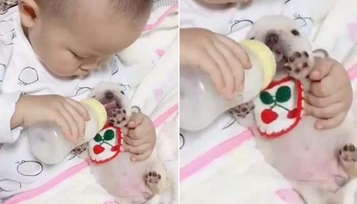 애니멀플래닛