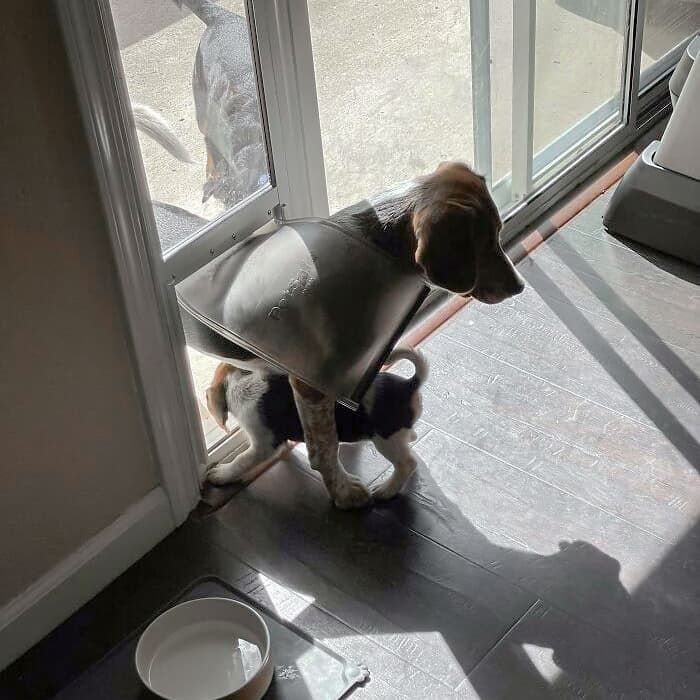 애니멀플래닛