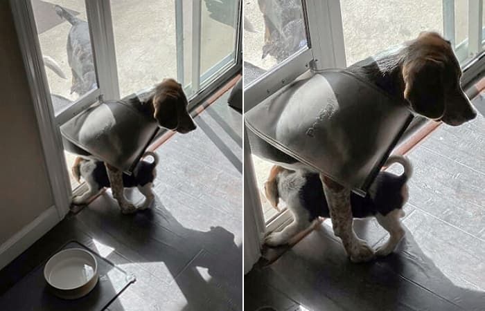 애니멀플래닛