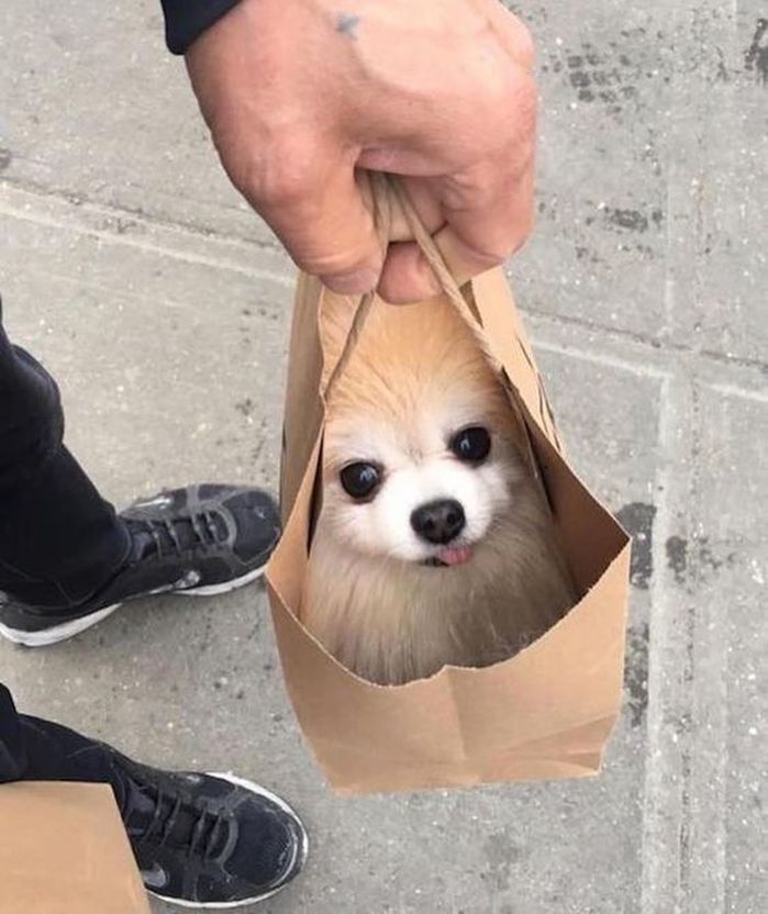 애니멀플래닛
