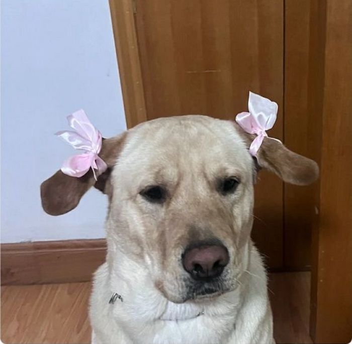 애니멀플래닛