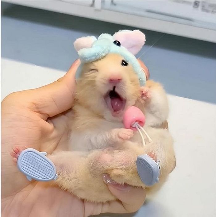 애니멀플래닛
