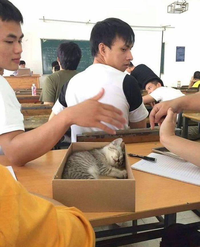 애니멀플래닛