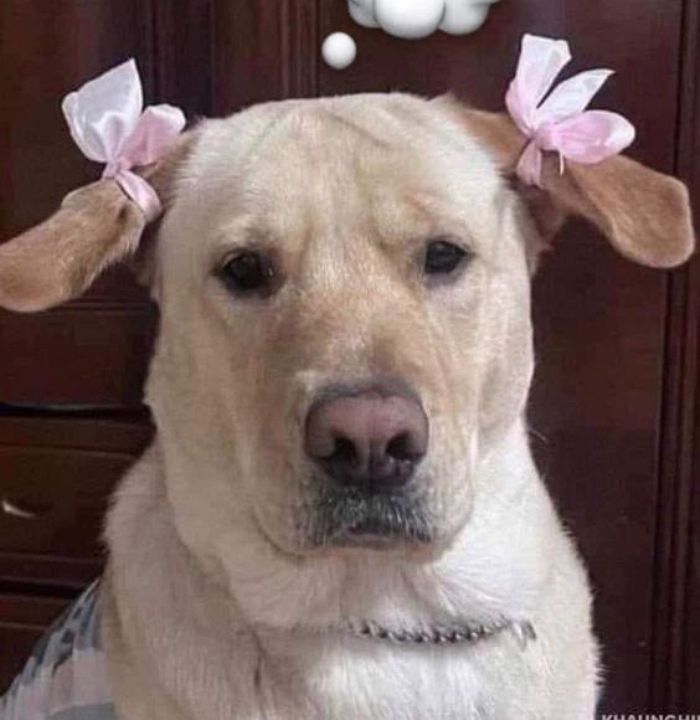 애니멀플래닛