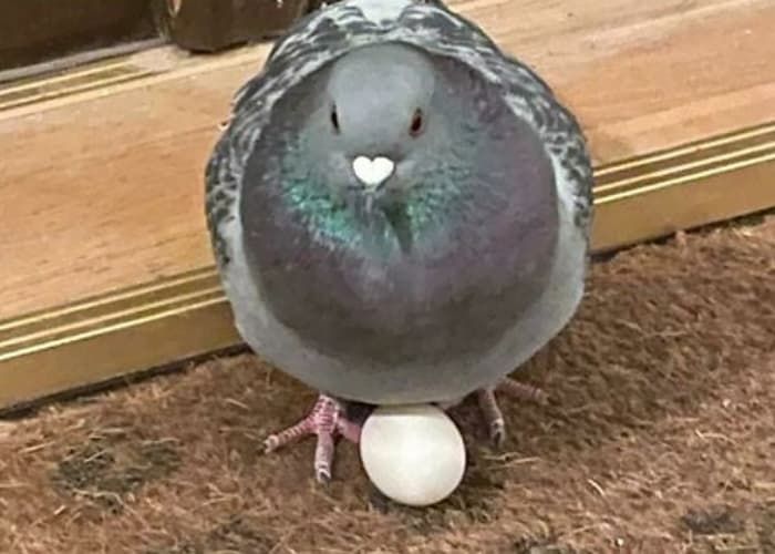 애니멀플래닛